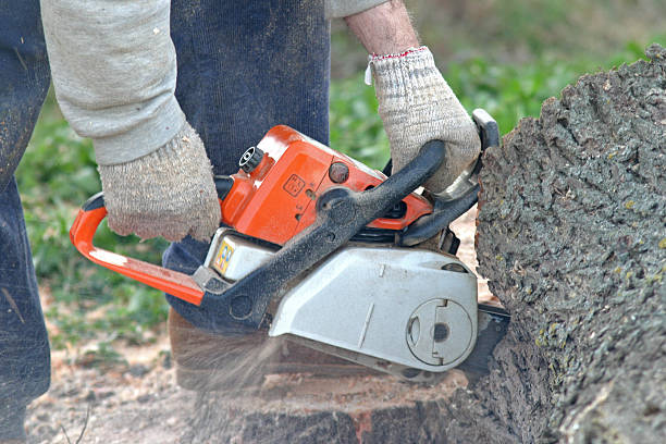 Best Tree Maintenance Programs  in Mangum, OK