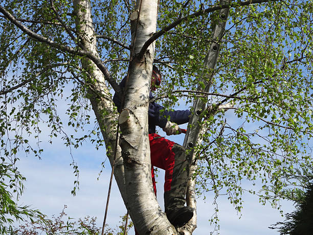 Trusted Mangum, OK Tree Services Experts